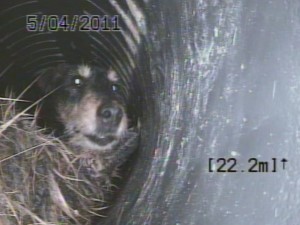 Hund Kanal-TV Rohrortung  kreis-kanalservice bad mergentheim