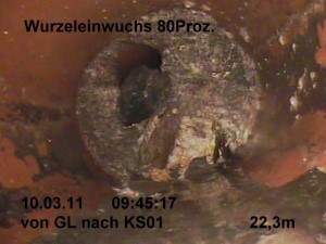 Wurzeln 2 Kanalinspektion kreis-kanalservice bad mergentheim